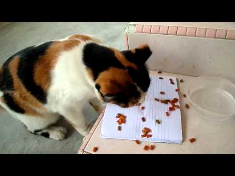 Superstar Celebrity Kurt Tay has a''Buddha Heart'',saves cat on 25 October 2014