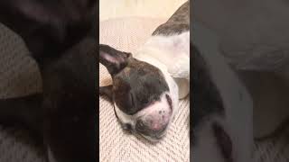 お友達と仲良く寝てます😊#shorts 　　　　　　　　　　　　　　　　　　　　　　　　　"I sleep well with my friends 😊"