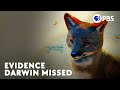 Darwin Missed An Example Of Evolution Right Under His Nose