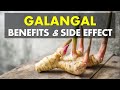 Galangal Benefits and Side Effects, Source of Antioxidants and Fight Inflammation Galangal Benefits and Side Effects, Source of Antioxidants and Fight Inflammation