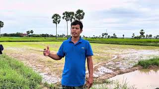 កសិករភូមិក្រចាបទី១ ឃុំព្រៃខ្លា គាត់សហការជាមួយមន្រ្តីឃុំស្វាយអន្ទរ ធ្វើស្រែល្អ