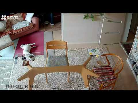 犬の心臓発作:症状と対処法