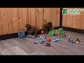 Toy Poodle dogs for sale: Wendy - Video 1