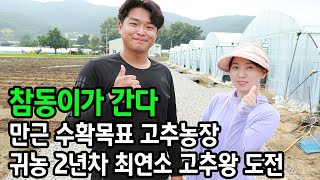 고추농사 어떻게 하고있는지 방법 투자비용 등등 (시설규모대박)