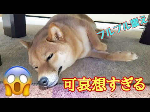 花火が怖い犬、どうすればいいですか?