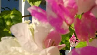 Download lagu 🔥 BEAUTIFUL FLOWER 🔥 NONSTOP DISCO MUSIC 🔥 mp3 Download lagu 🔥 BEAUTIFUL FLOWER 🔥 NONSTOP DISCO MUSIC 🔥 mp3