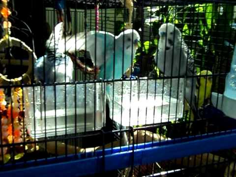 Carl Fågel premiärbadar i vattenskålen