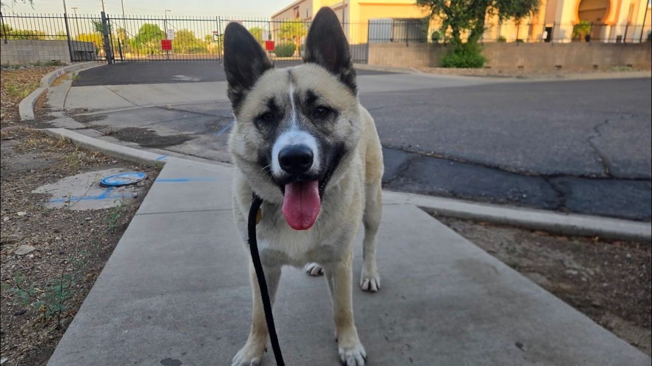 Enlarge Ichi, a Adoptable Akita in Queen Creek, AZ video 2/6