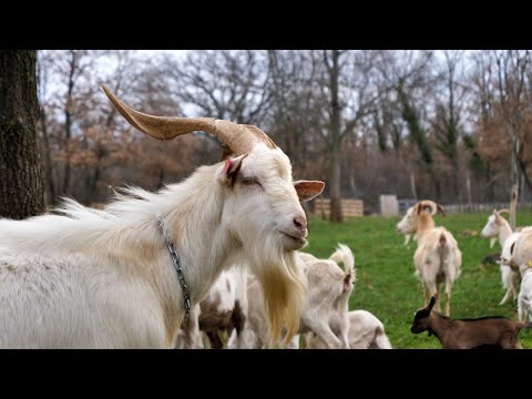 BOJE ZEMLJE Susret prijatelja istarske koze