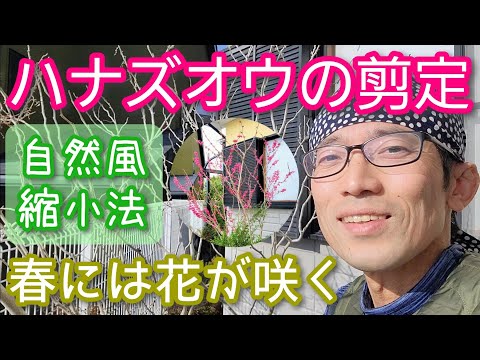ヘザーの剪定時期はいつ？この素晴らしい多年生植物のあらゆるニーズを網羅した完全ガイド  庭園