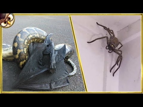 30 Most Dangerous Animals in Australia