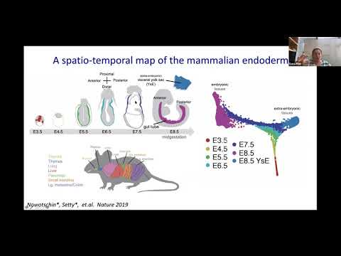 Temporal Single Cell Analysis 2020 - Dana Pe'er (MSKCC, New York City)