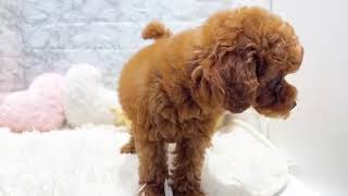 トイプードルの動画01
