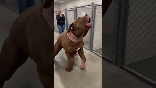 Download lagu This Gentle Giant Stole Everyone's Heart ❤️🐶 #emotional #usa mp3 Download lagu This Gentle Giant Stole Everyone's Heart ❤️🐶 #emotional #usa mp3
