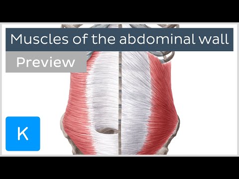 Muscles of the abdominal wall (preview) - Human Anatomy | Kenhub