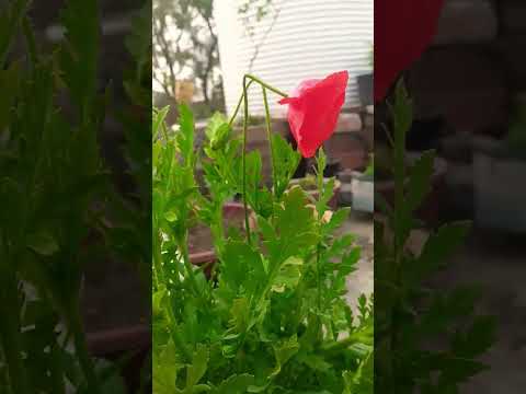 So cute #puppy 😍🥰❤️#flower mere #garden ka#viralvideo #like #follow #share me