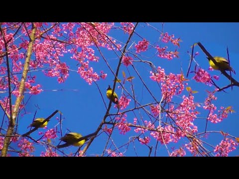 Yos hav zoov tua noog haus paj zaws 2025