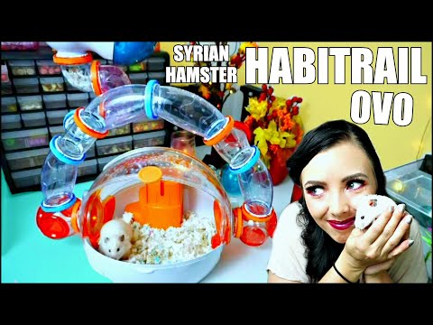 download lagu mp3 mp4 Habitrail For Syrian Hamsters, download lagu Habitrail For Syrian Hamsters gratis, unduh video klip Habitrail For Syrian Hamsters