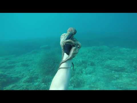 download lagu mp3 mp4 Octopus Mallorca, download lagu Octopus Mallorca gratis, unduh video klip Octopus Mallorca