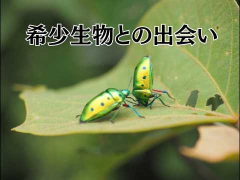 リクエスト品 主に南西諸島産の甲虫 専用 hqdefault.jpg