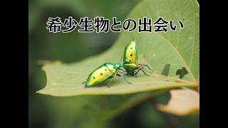 西表島サニーデイ