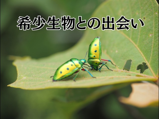 西表島サニーデイ