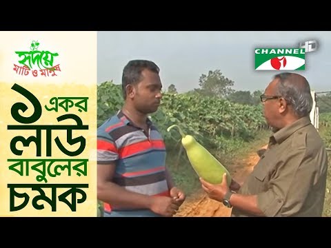 মাটি ও মানুষ অনুষ্ঠানে লাউ নিয়ে প্রাতবেদন