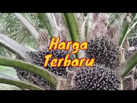 download lagu mp3 mp4 Benih Sawit Terbaik 2018, download lagu Benih Sawit Terbaik 2018 gratis, unduh video klip Download Benih Sawit Terbaik 2018 Mp3 dan Mp4 Youtube Gratis