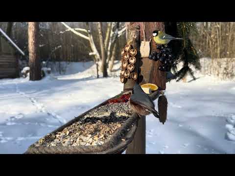 Mata fåglar vid −25°C | Skapa en fågelcharcuterie i extrem kyla