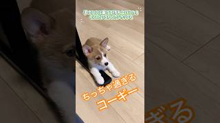 【子犬から成犬に】コーギー飼いたい人が見たら…🍞