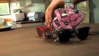 Islamic Videos : Miracles of ALLAH Chameleon Changing Colours