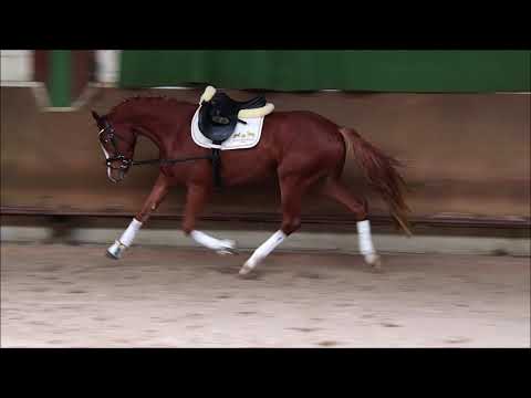 3j Wallach v. Double Diamond AK x Champion de Luxe