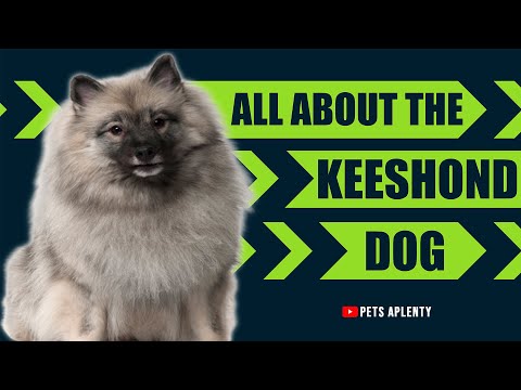 Keeshond Breeders