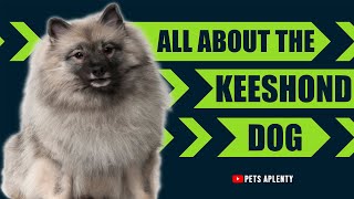 The Keeshond: The Most Loyal Dog Ever