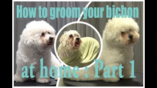 How to groom your bichon at home: Part 1: the prep work