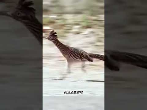 这绝对是你见过跑的最的快的鸟！