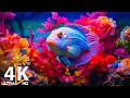 Das Beste 4K Aquarium Tauchen Sie Ein In Die Faszinierende Unterwasserwelt Der Meeresquallen