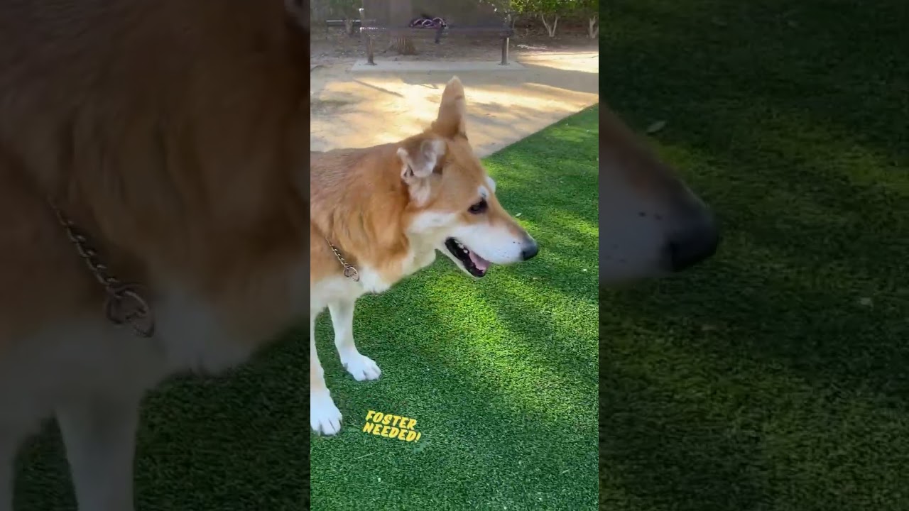 Pandora, a ADOPTABLE mixed breed in Mission Viejo, CA video 6/6