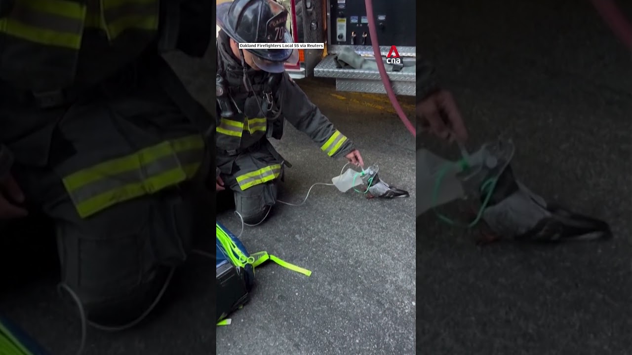 Oakland firefighters revive pigeon overcome by smoke from vehicle fire
