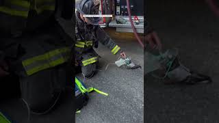 Oakland firefighters revive pigeon overcome by smoke from vehicle fire