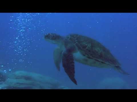 Nuotare con le tartarughe marine a Tenerife!