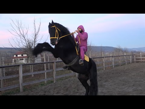 Armasarii lui Dragos de la Bradu, Sibiu - 2022 Nou!!!