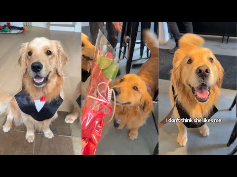 Valentine's Date Gone Wrong | Goldens Get Friend Zoned On Their Valentine's Date