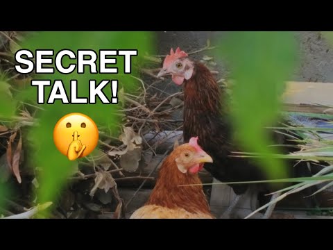 Backyard Chickens - Secret Talking between Peelu and Chocolate