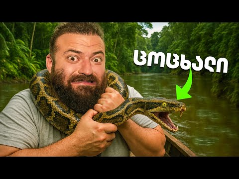 ვნადირობ ანაკონდებზე ამაზონის ჯუნგლებში