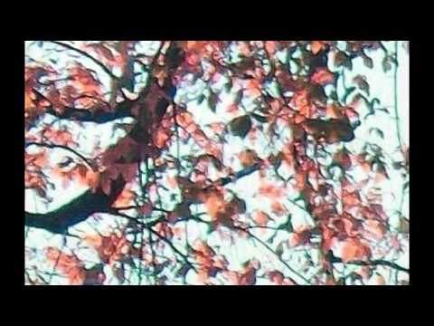 SantiagoFalconi’s Video 109186860220 xCODRBftoJk