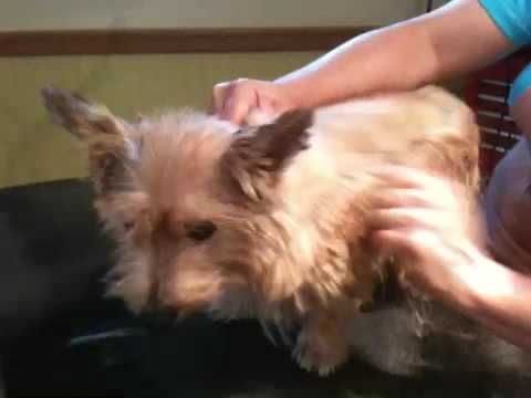 Kirby getting hand-stripped