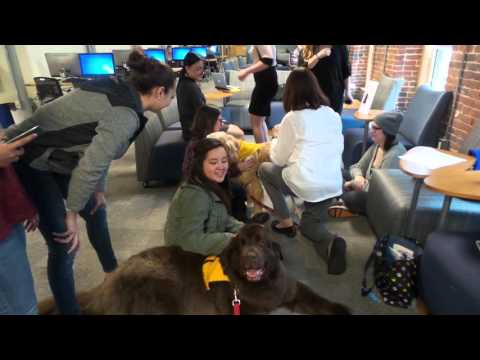 Dog Talk Media - Maureen Ross - New England Pet Partners