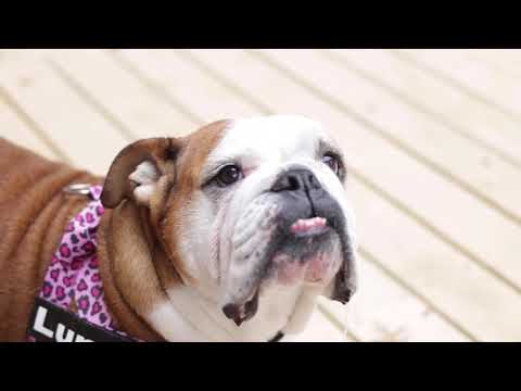 Juvenia What Pet Parents are Saying