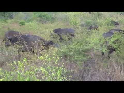 Water buffalo herd